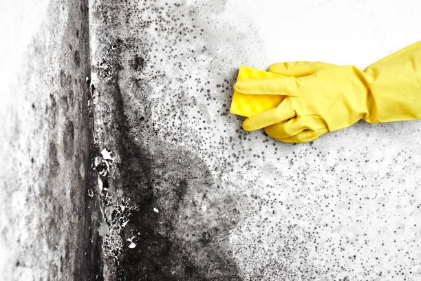 Office Mold Removal Services in Bethesda, MD