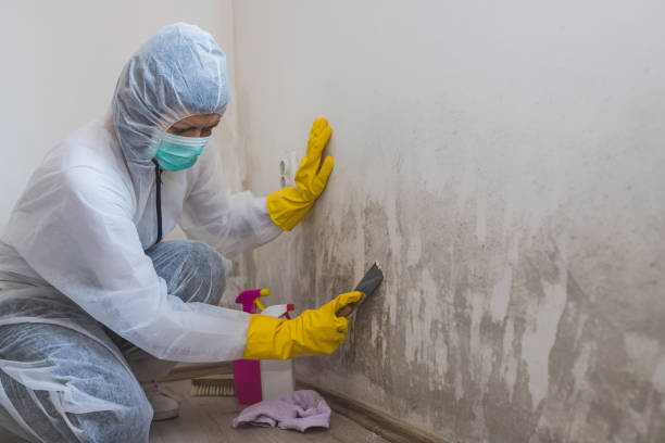 Attic Mold Removal in Bethesda, MD