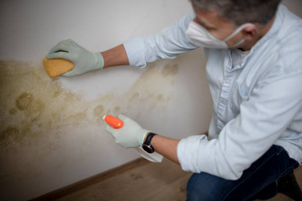 Best Mold Remediation  in Bethesda, MD