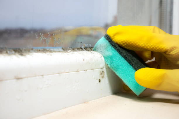Home Mold Removal in Bethesda, MD