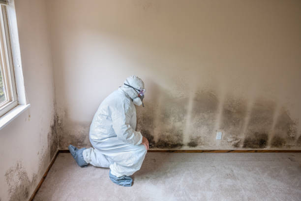 Best Same-Day Mold Removal  in Bethesda, MD
