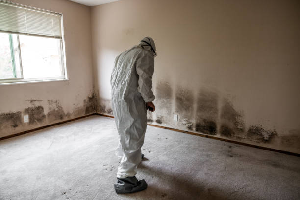 Best Commercial Mold Removal  in Bethesda, MD