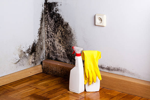 Reliable Bethesda, MD Mold Removal Solutions