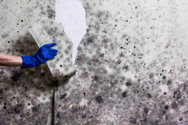 Best Home Mold Removal  in Bethesda, MD