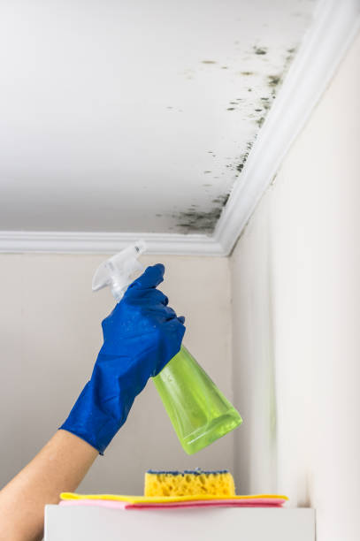 Best Toxic Mold Removal  in Bethesda, MD